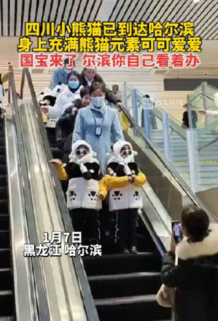 尔滨这回真的来熊猫了，千呼万唤的四川小熊猫已到达。