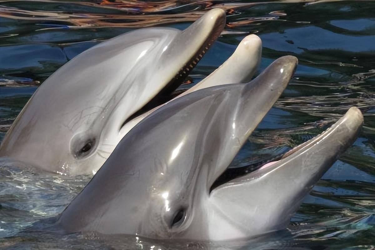 瓶鼻海豚 来自搜狐网