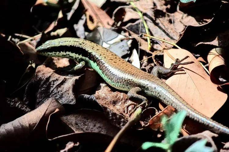 原创老人常说的“山黄鳝”，遇到危险尾巴一碰就断，到底是什么东西？
