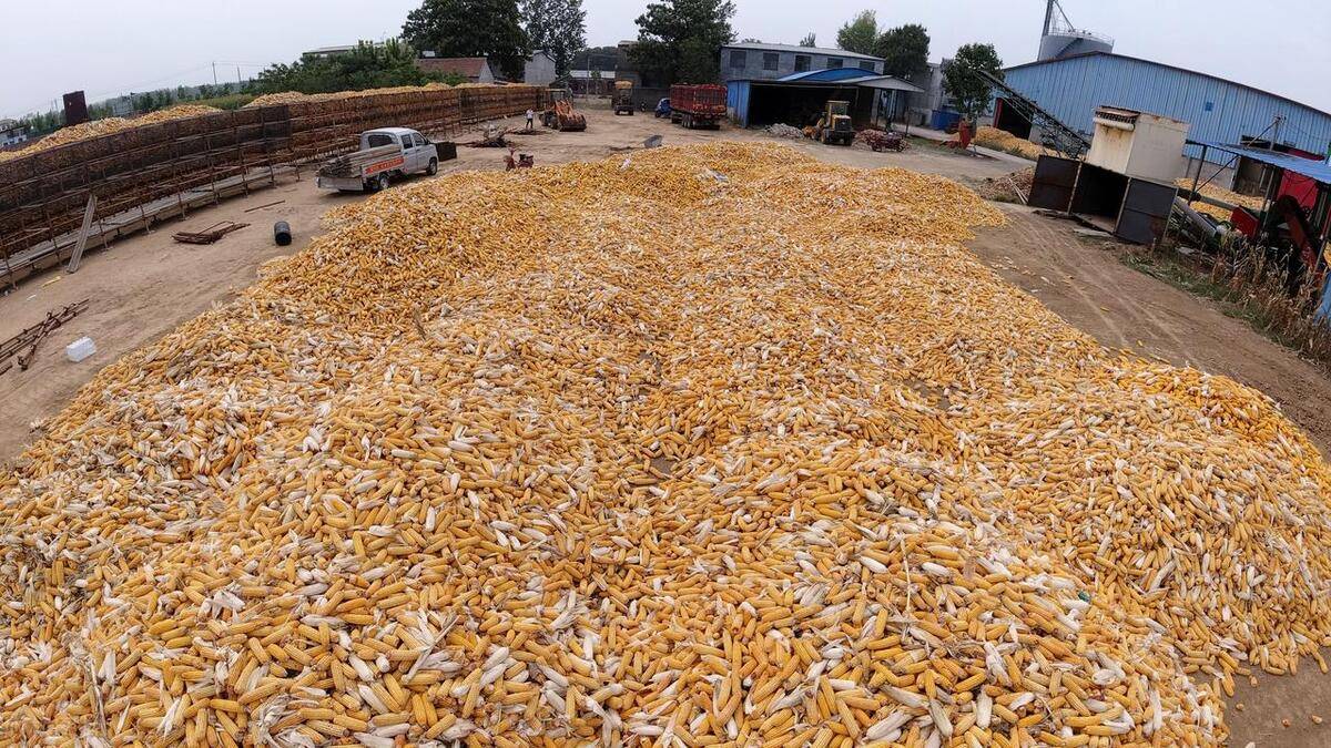 做玉米批发进货渠道