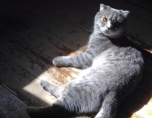 探索梦境奥秘，中午梦见灰色猫咪的深层含义与解析