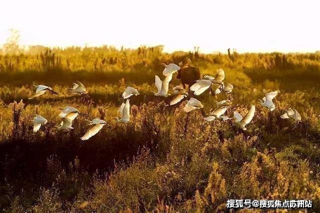 上实和风院-上海崇明(上实和风院)首页网站上实和风院欢迎您楼盘详情价格(图5)