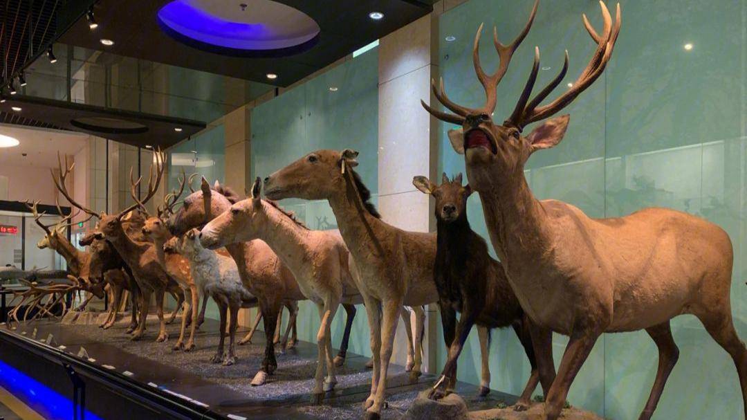 国家动物博物馆