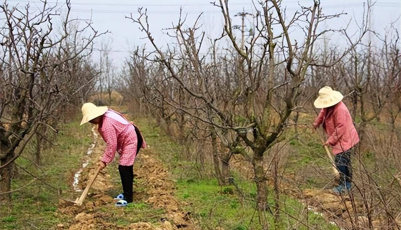 春来到果树开云体育app栽植有技巧(图4)
