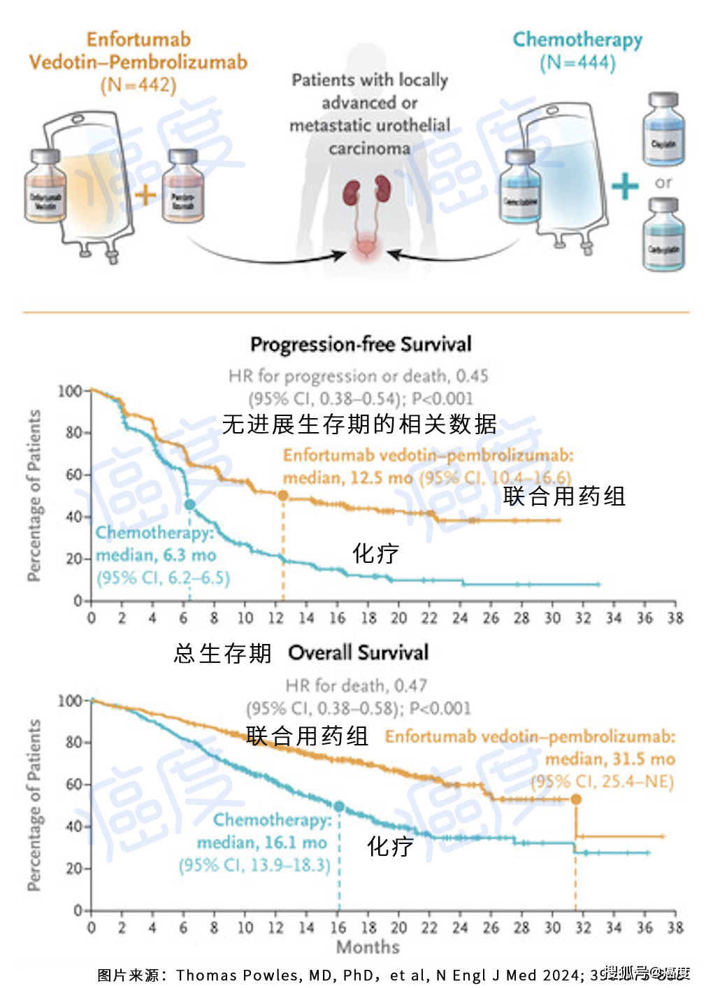 尿路上皮癌病友的曙光，免化疗且无进展生存期翻倍的抗癌新药组合！