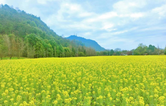 花溪十里河滩旅游度假区迎来赏花热潮！