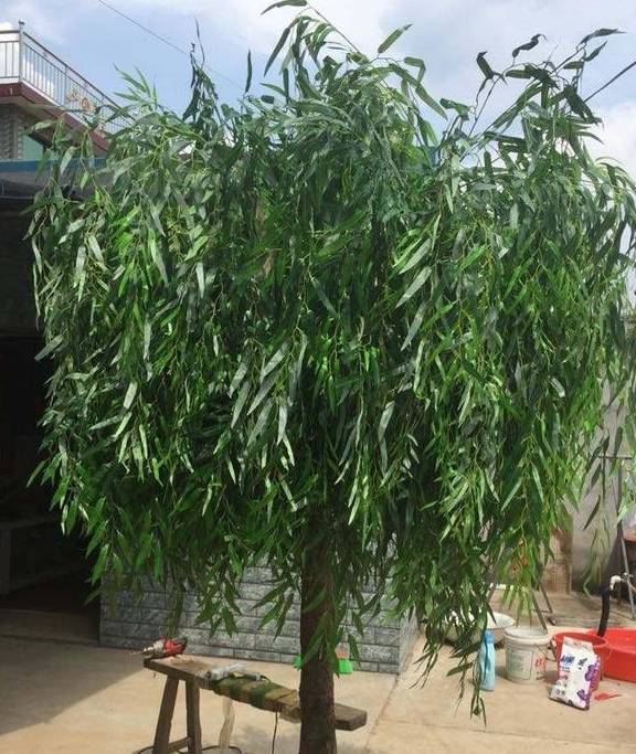 完美电竞植树节前后“种树”肯定少不了这4种“树”最适合移栽种植了(图4)