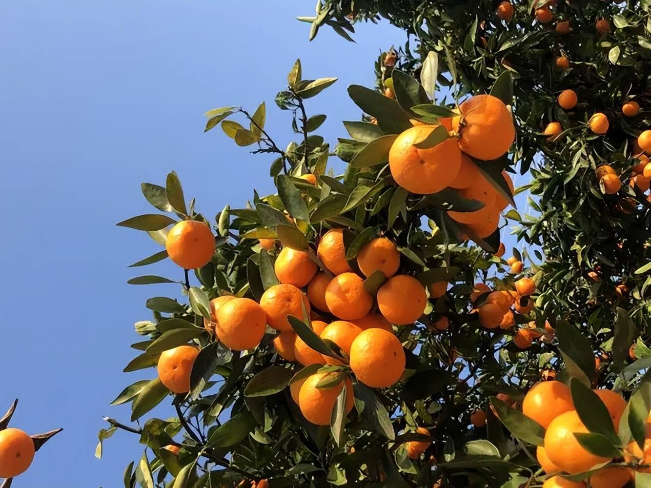 柑橘树春季施肥技术  树春 柑橘 施肥 技术 第3张
