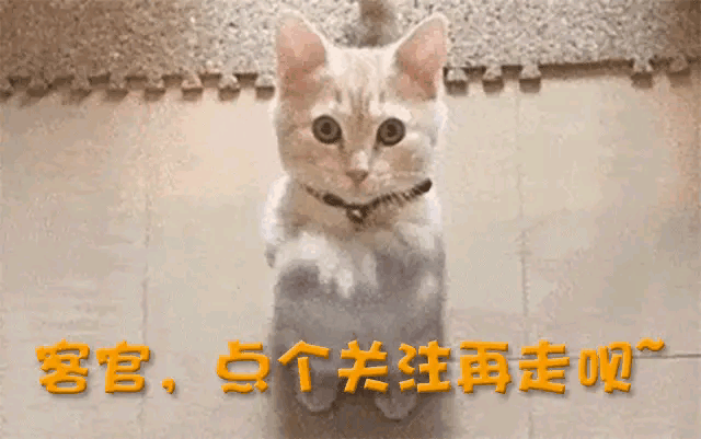 原创被低估34年的袁咏仪，终于熬出头了