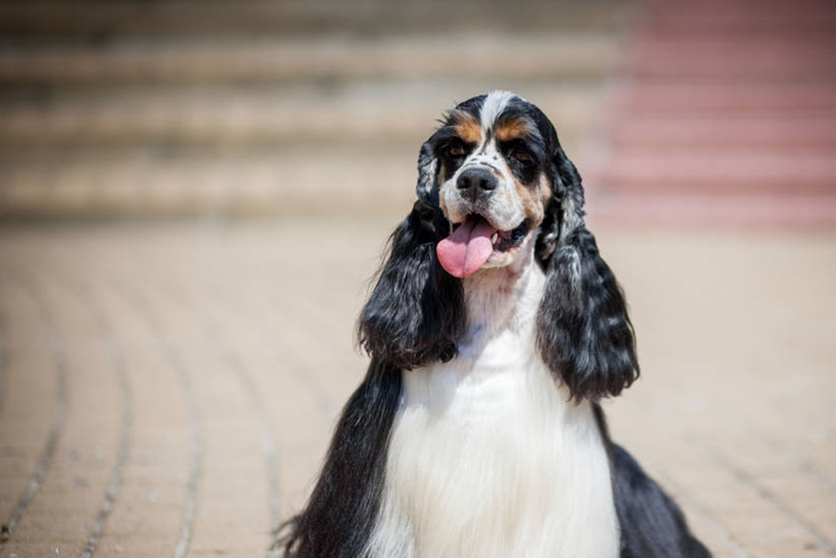 十大便宜好养的宠物狗