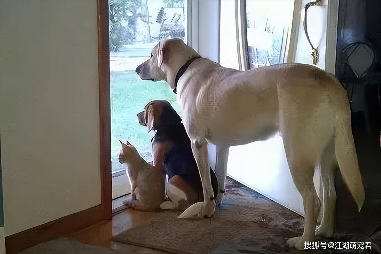 主人不在家 来自搜狐网