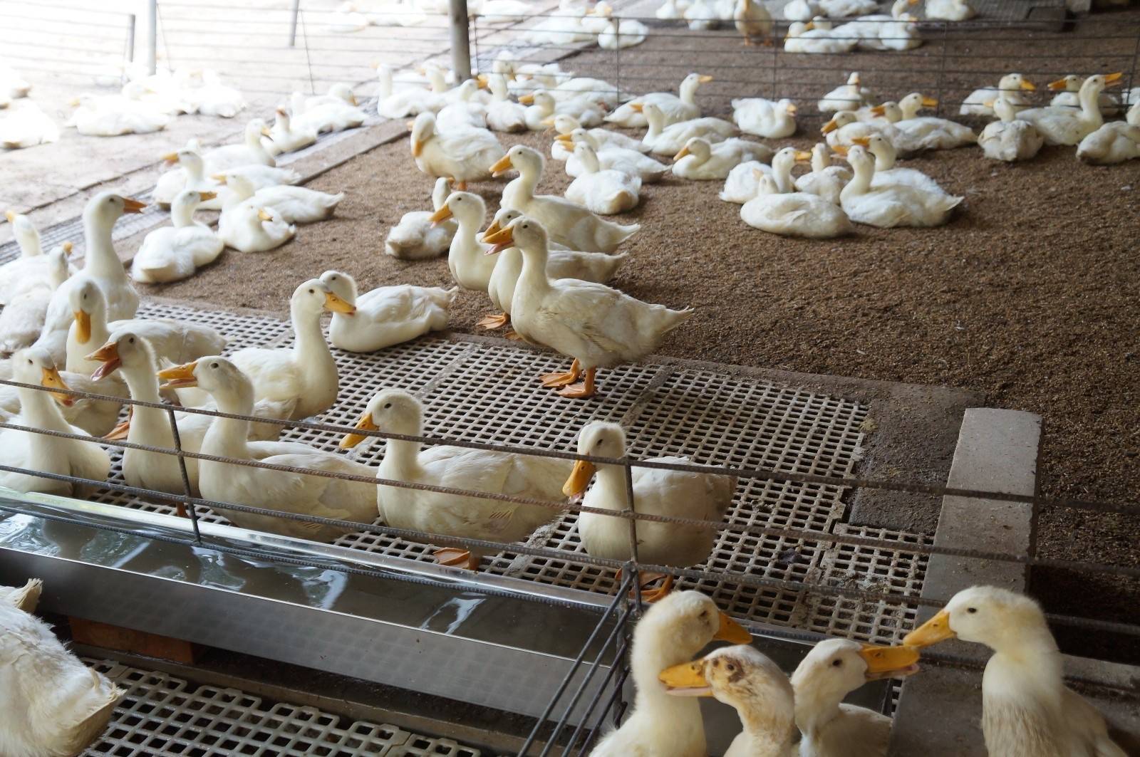 薄垫料发酵床养鸭技术：革新养殖模式，实现环保与健康的双赢