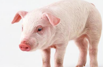 猪身上有块“宝”，吃起来比肘子嫩、比排骨香，价格还不贵