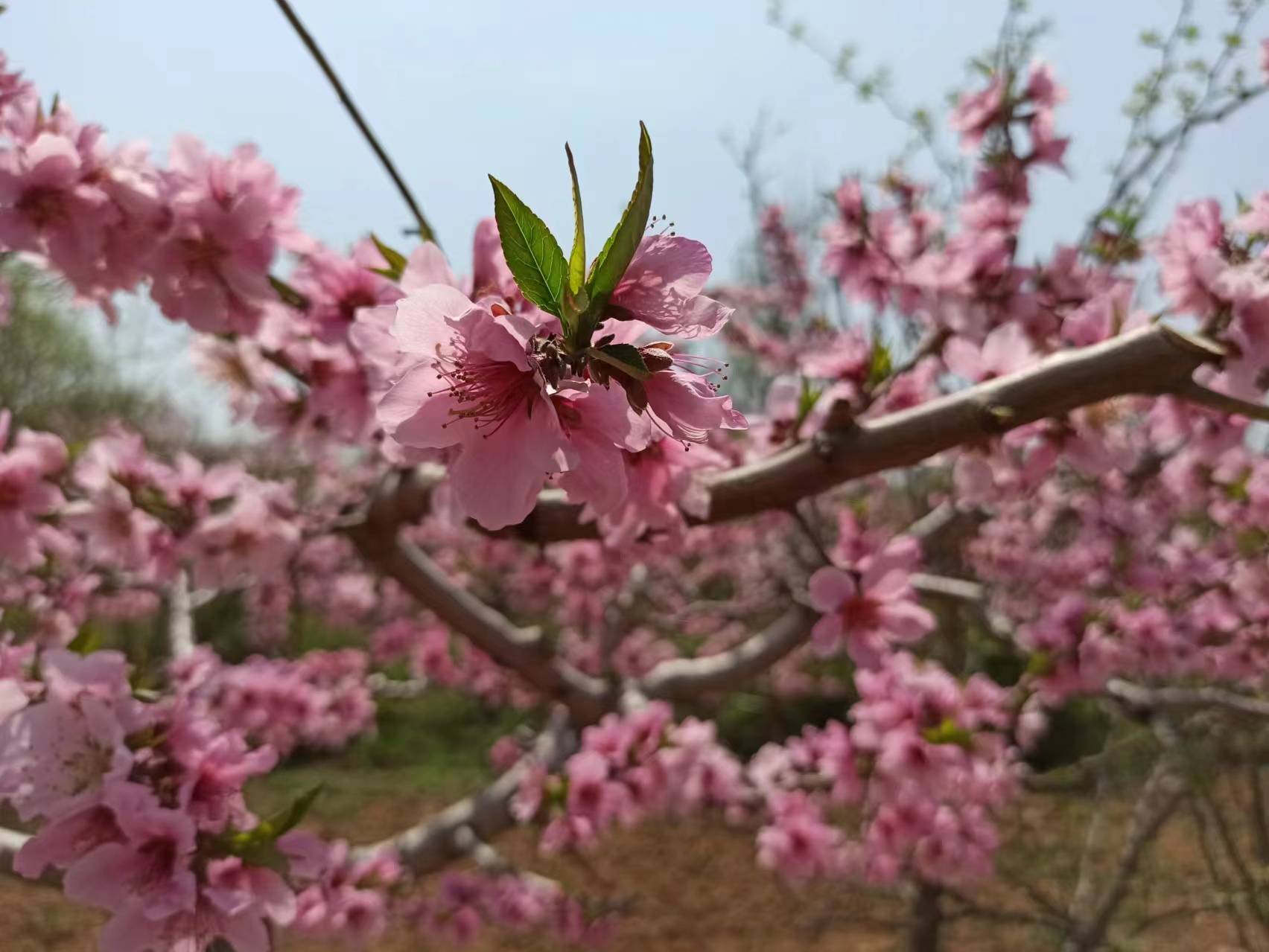 🌸学习时报【2024澳门正版资料免费大全】_运河区城市更新描绘宜居新画卷