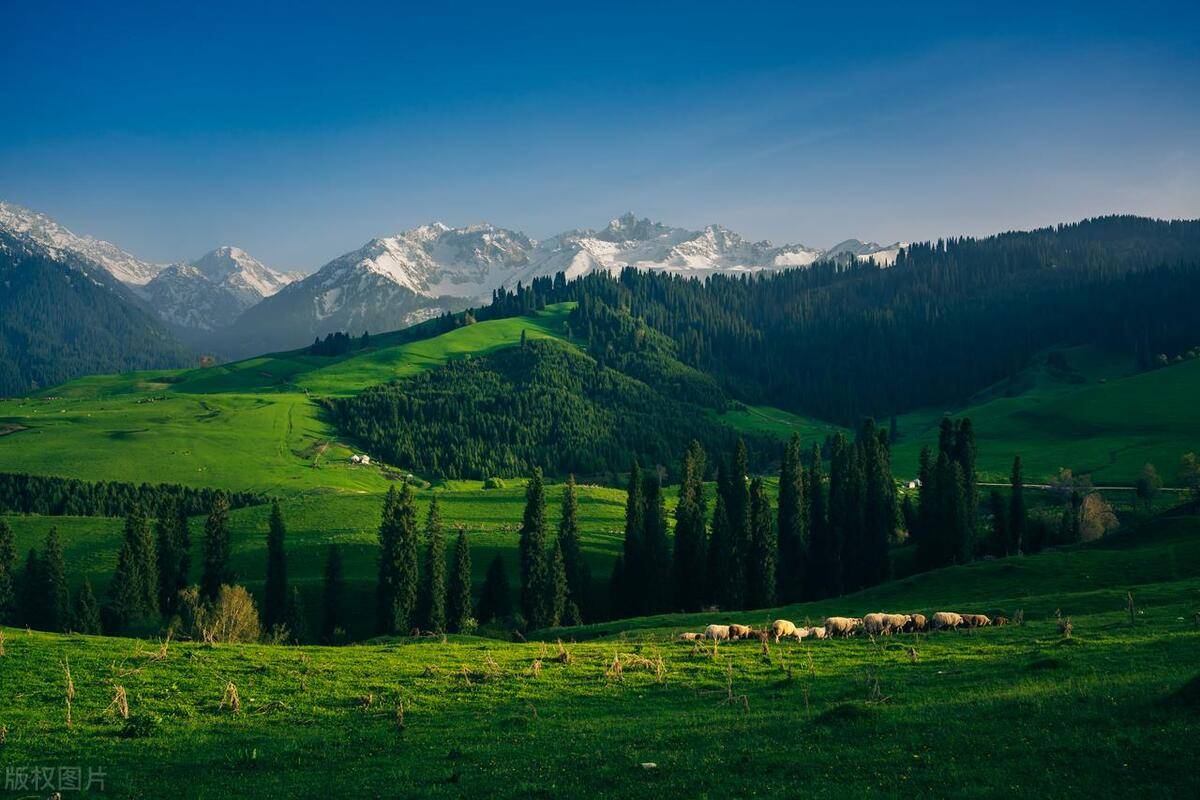 国内夏季美景的焦点，新疆伊犁，塞外江南，值得跨越千里奔赴而来