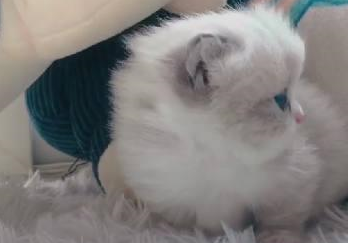 小奶猫刚到新家,没有到处乱钻去好奇的四处看,好萌好可爱-小奶猫刚来家里要叫几天