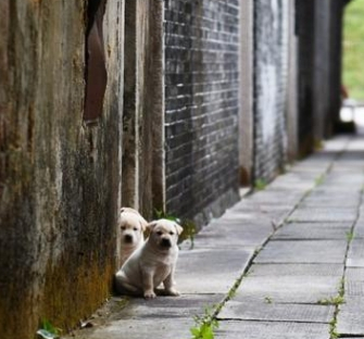 古镇巷子遇见一只小奶狗，随后画面让人惊讶，也太可爱了吧！