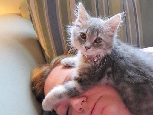 孕梦奇缘，孕妇梦见两只熊与一只白色猫咪的深层寓意解析