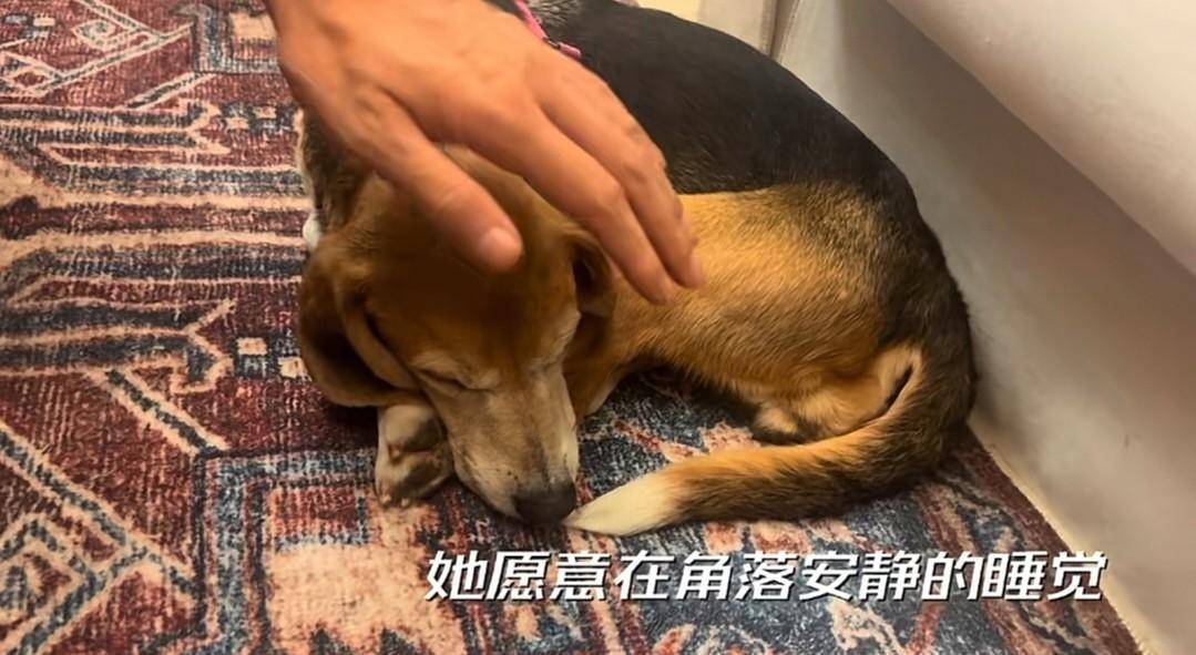 原创 说到做到!杜江霍思燕分享和珍珠相处视频,10岁嗯哼罕见出镜-杜江霍思燕秀恩爱视频