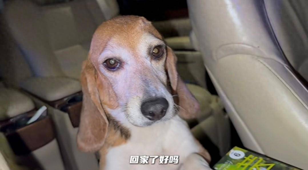 原创 说到做到!杜江霍思燕分享和珍珠相处视频,10岁嗯哼罕见出镜-杜江霍思燕秀恩爱视频