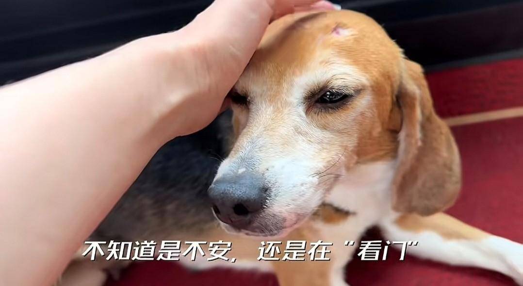 原创 说到做到!杜江霍思燕分享和珍珠相处视频,10岁嗯哼罕见出镜-杜江霍思燕秀恩爱视频