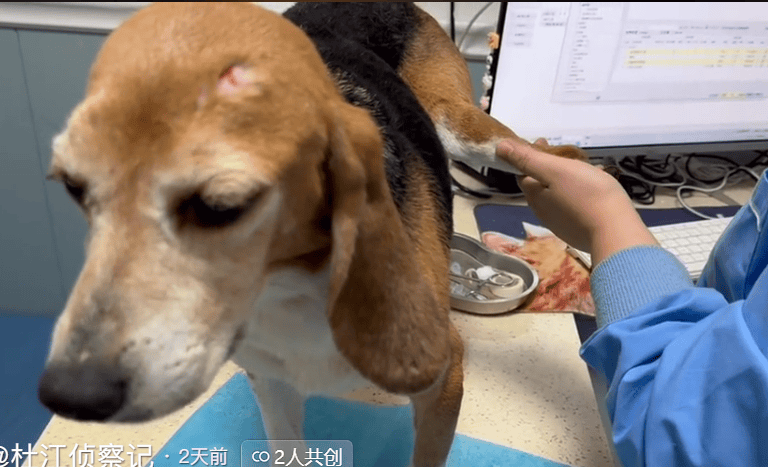 原创 笑爆了!98%的实验犬都是比格?为什么选择比格犬,听听业内人怎么说-实验犬比格犬
