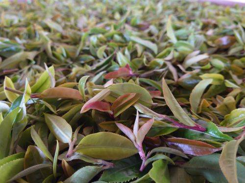 破局普洱茶乱象营销，重启普洱茶信任消费