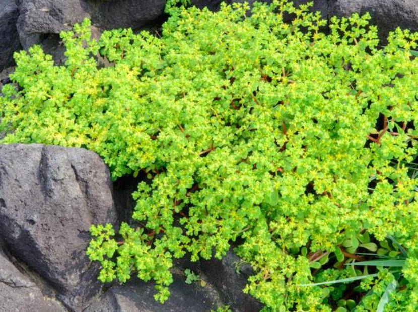 适合上班族种植的6种花，好养好看爱开花，是阳台盆栽佳品