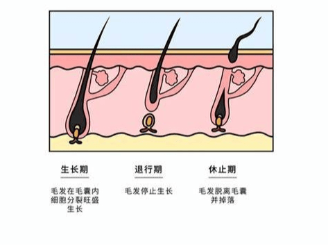 脱发、秃顶真元凶！《自然》揭示：从根本上保障毛囊健康的方法！