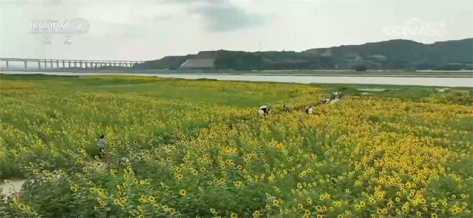 农业兴农村天博电竞平台美农民富 金秋时节田间地头处处好“丰”景(图4)