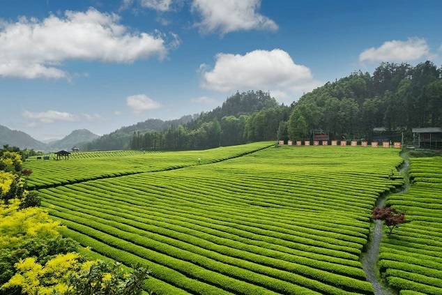 中国黑茶：和必赢下载美天下 创享未来(图2)