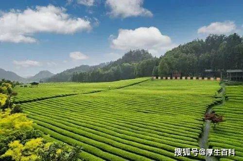 一竞技注册理想华莱“和颂”茶上市 打造茶文化交融样本