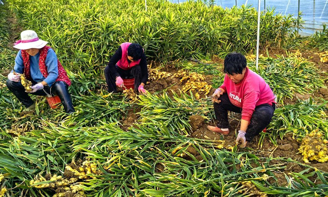 中国最大生姜生产批发基地