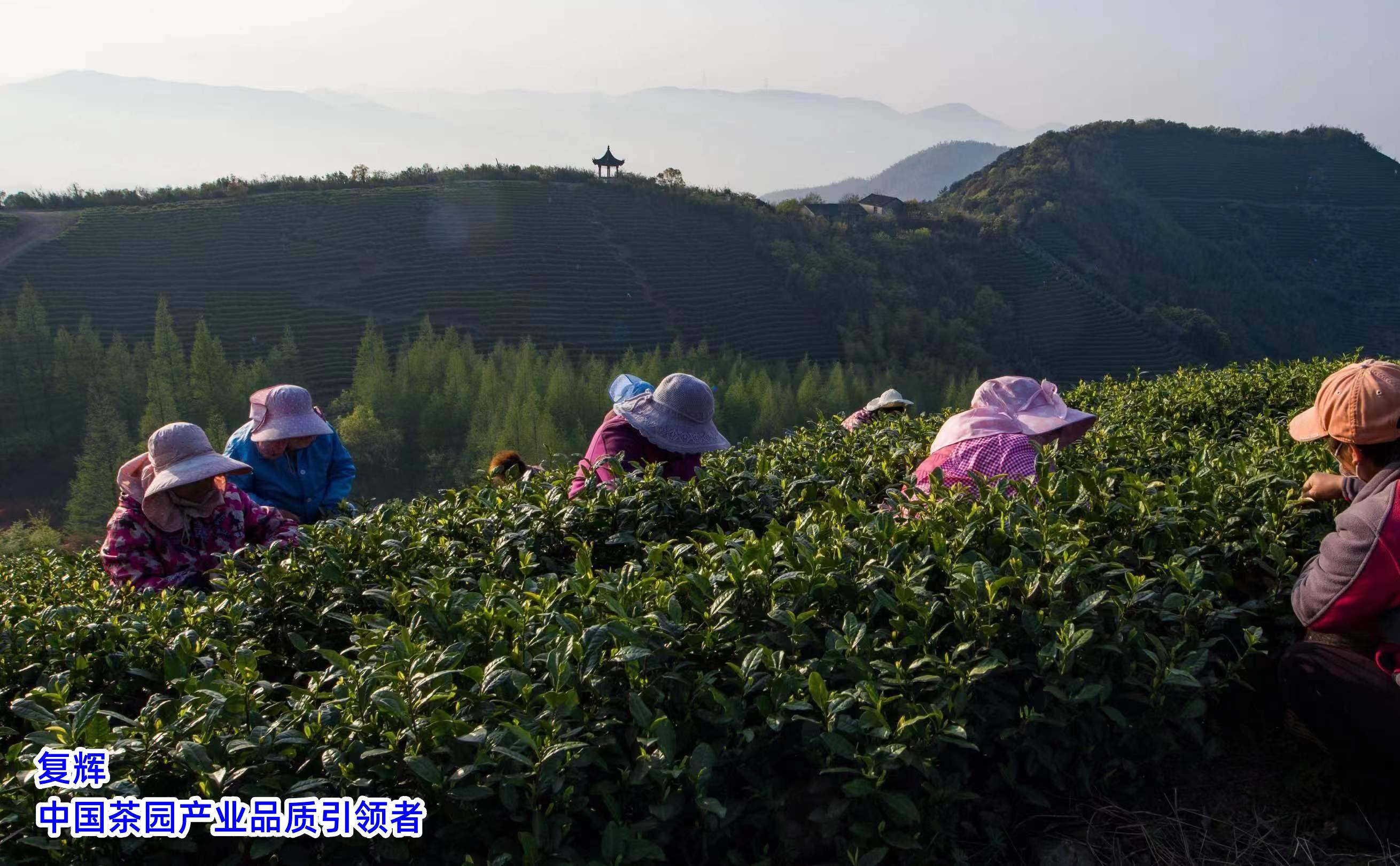 必赢平台复辉：茶文化的魅力与影响力（二）(图1)