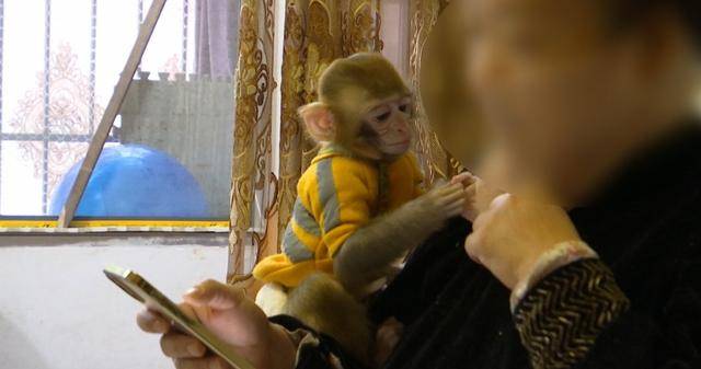 女子在贵阳黔灵公园捡到受伤小猴,养了半年后麻烦不断……相关部门:已涉嫌违法 女子在贵阳黔灵公园捡到受伤小猴,养了半年后麻烦不断……相关部门:已涉嫌违法