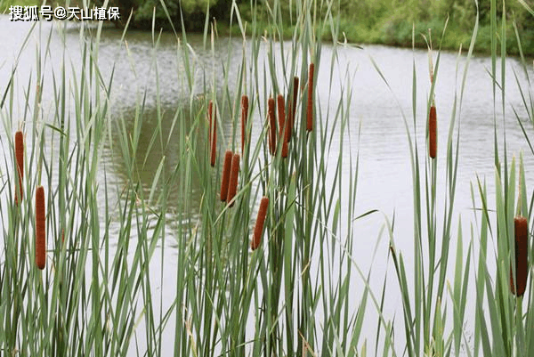 水生植物一竞技平台品种大全(图4)