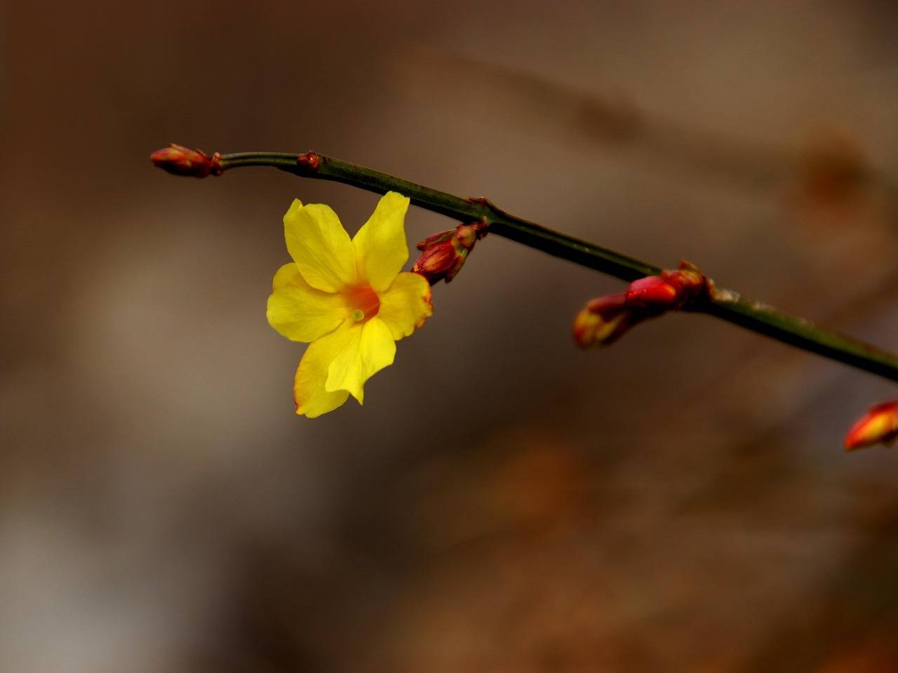 【首都除夕护卫健康·年味儿是陪伴】立春时节，中药足浴助风湿病患者散寒祛湿