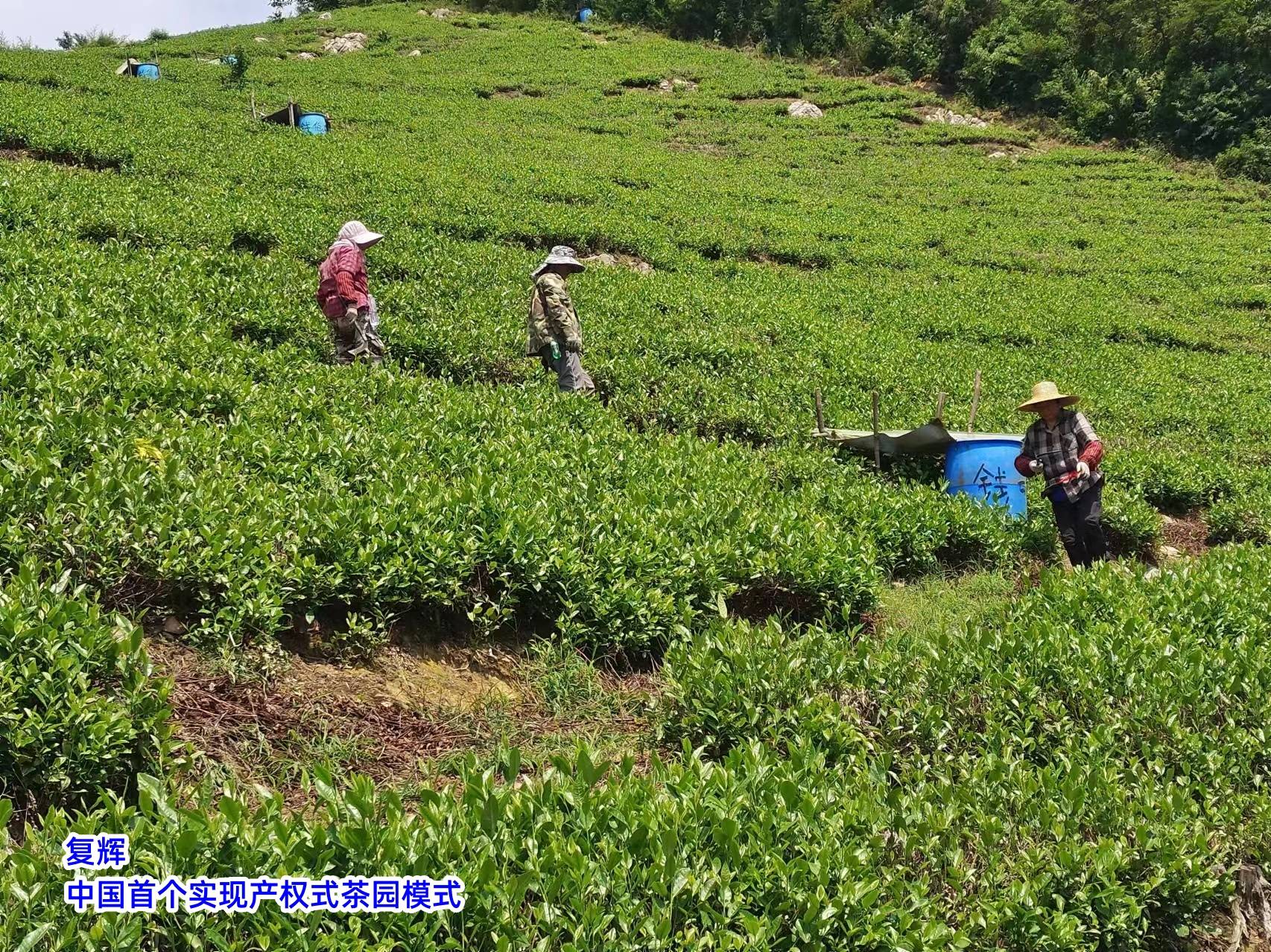 泛亚电竞官网复辉：茶叶电商与新零售模式的崛起(图1)