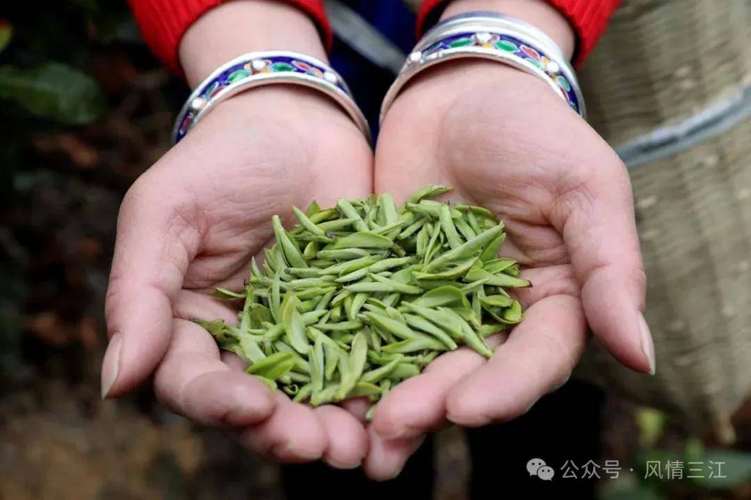 三江早春茶开采一个“早”字价值连城(图5)