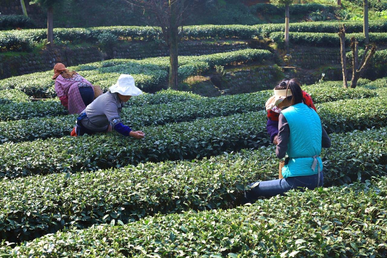 开云下载洪雅：春茶采摘正当时 茶香飘满山水间(图2)