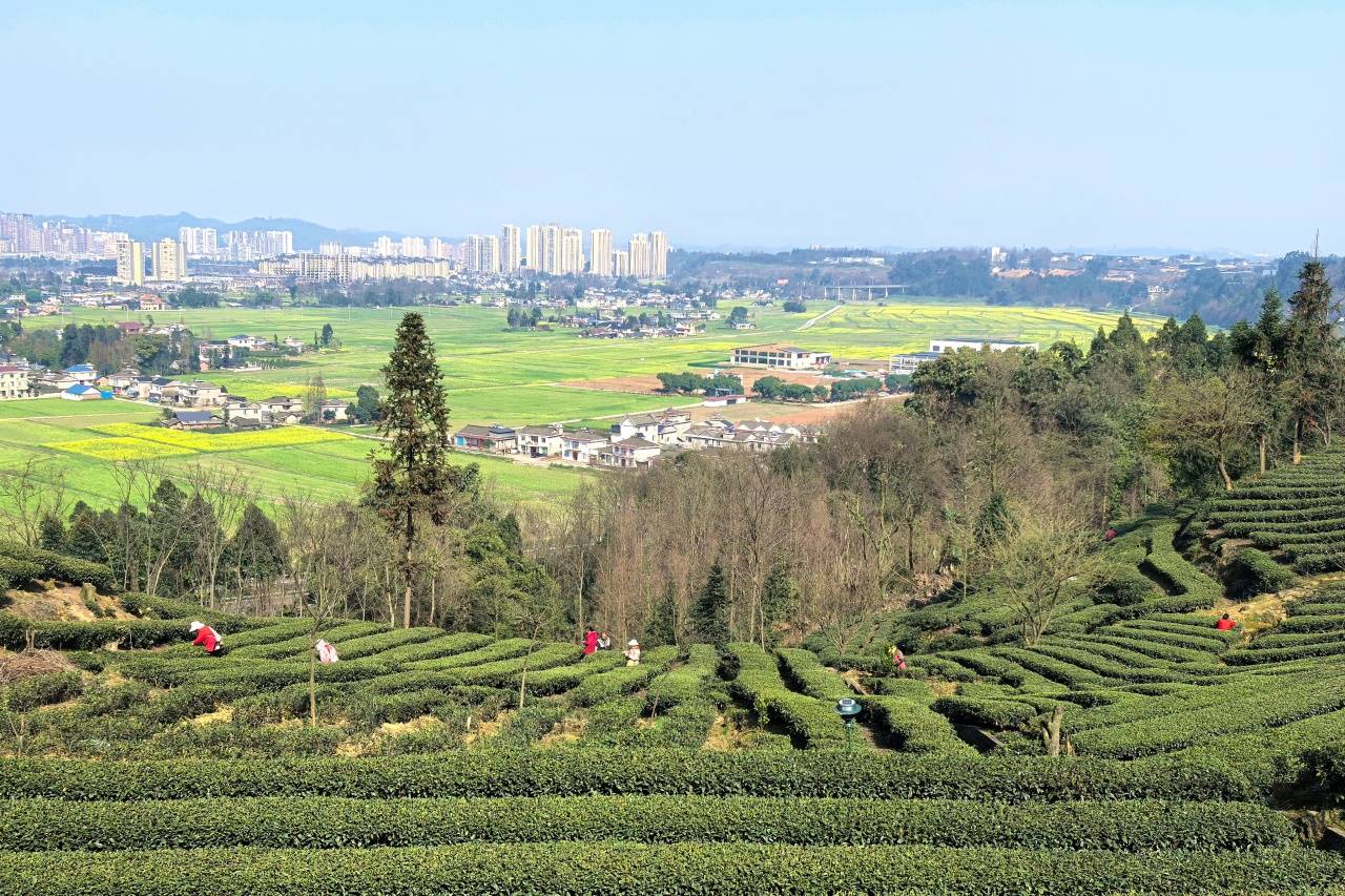 开云下载洪雅：春茶采摘正当时 茶香飘满山水间(图6)