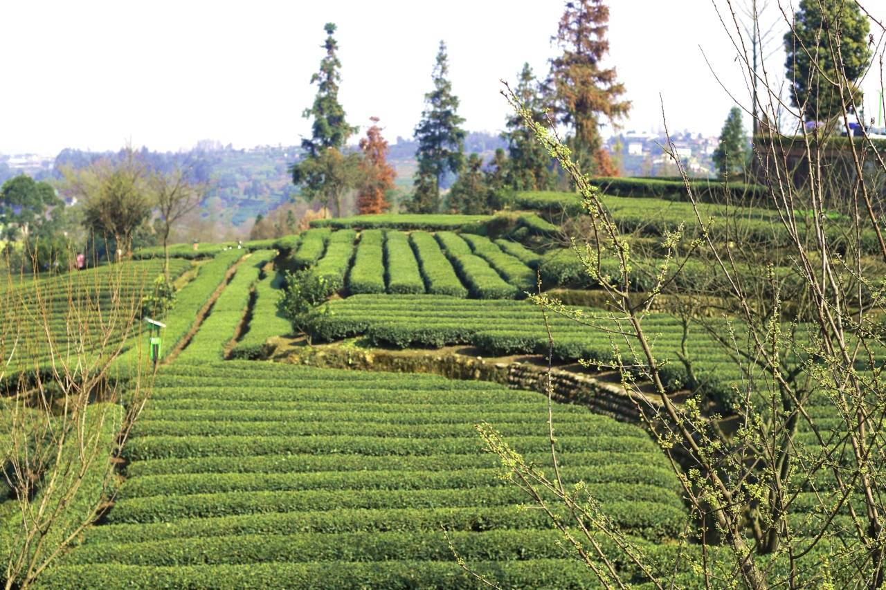 开云下载洪雅：春茶采摘正当时 茶香飘满山水间(图5)