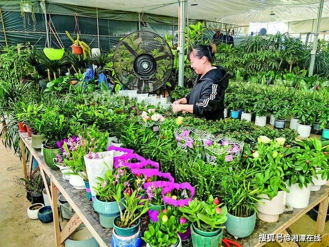 湘潭花卉市场美嘉体育平台“春意浓”(图1)
