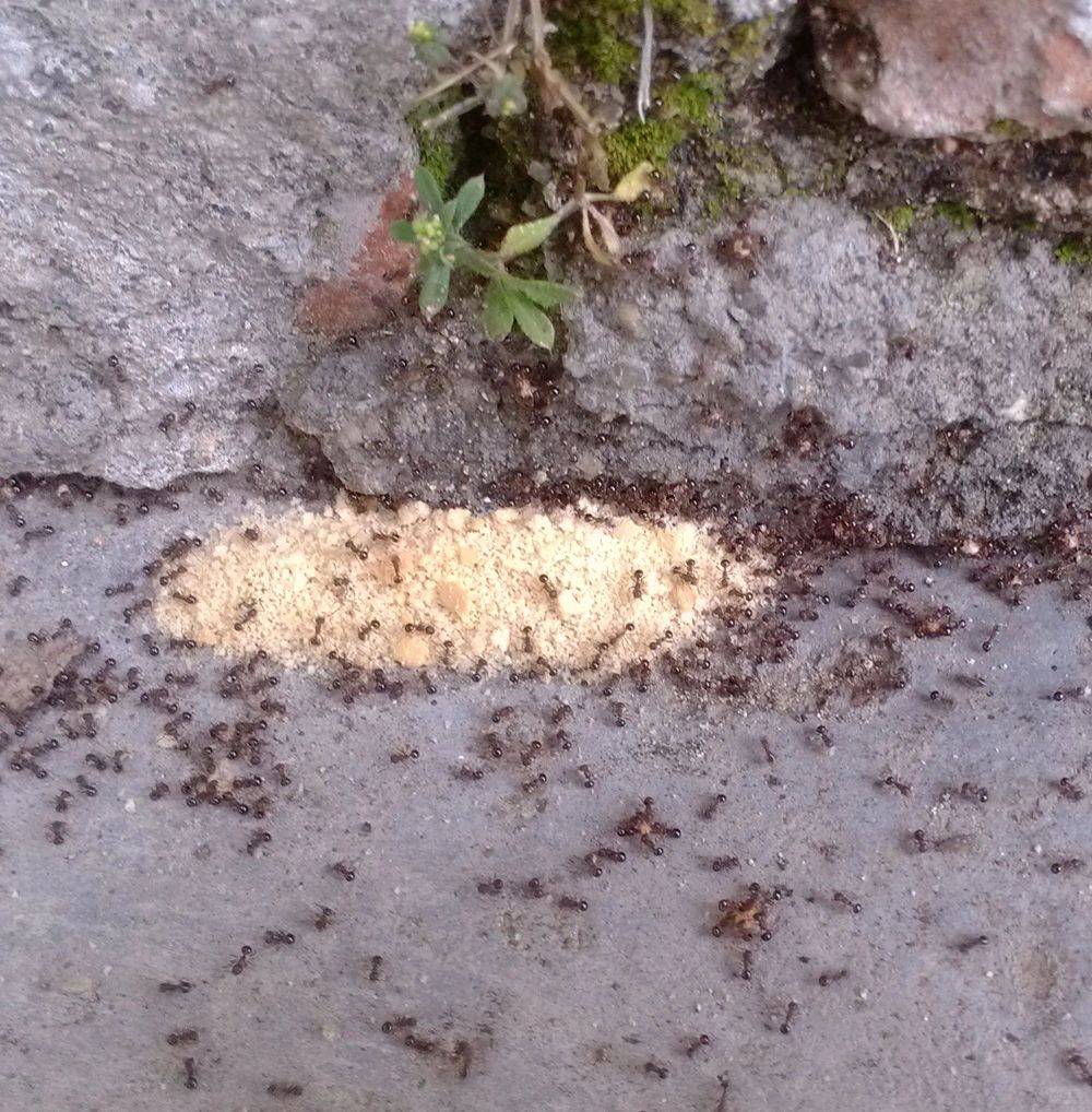 怎样去除蚂蚁的好方法：无毒环保除蚂蚁大作战