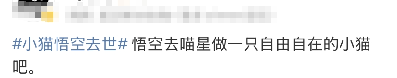 泪崩，网红小猫“悟空”遭车祸去世！主人：曾希望它有72条命