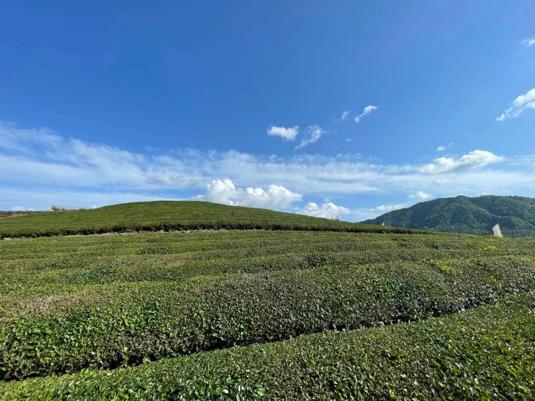 OB电竞下载走出去在一起；浙江好茶品行天下——“浙江好茶共富共享”公益展示活动在厦门举行(图7)