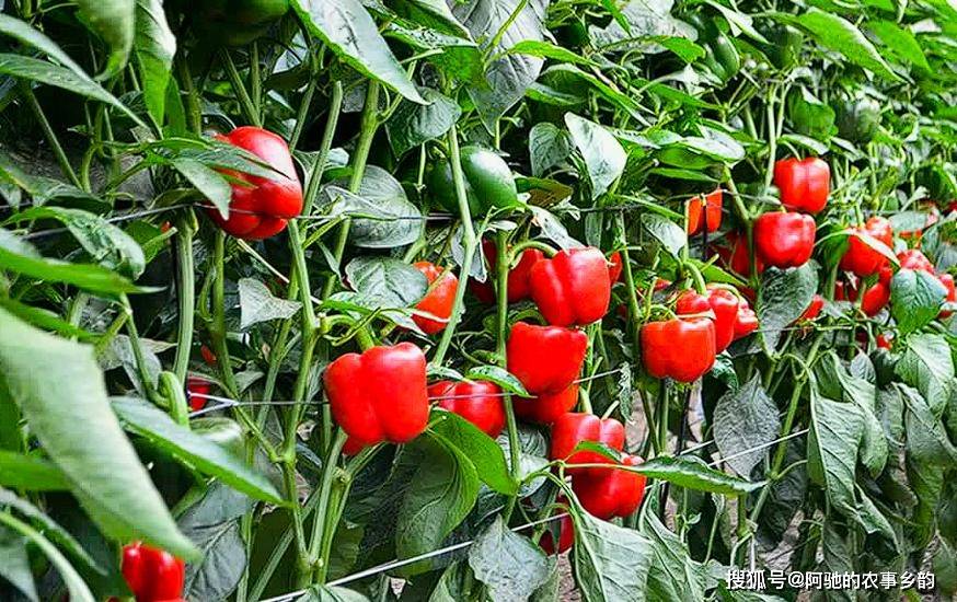 这3种蔬菜二十年前中国大量依赖进口如今却逆袭成为全球冠首(图3)