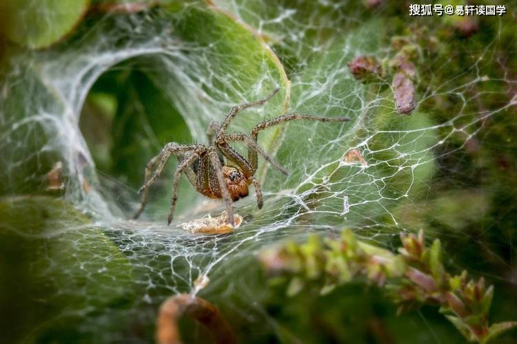 梦见毒蜘蛛,梦境背后的深层含义与解析 梦见毒蜘蛛,梦境背后的深层含义与解析