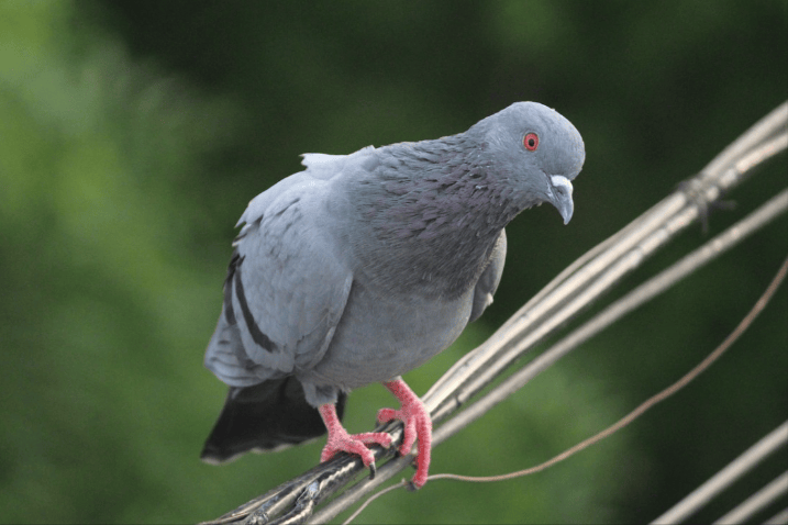 鸽子蛔虫吃什么药？高效省心的群体驱虫药推荐，养鸽人快看！