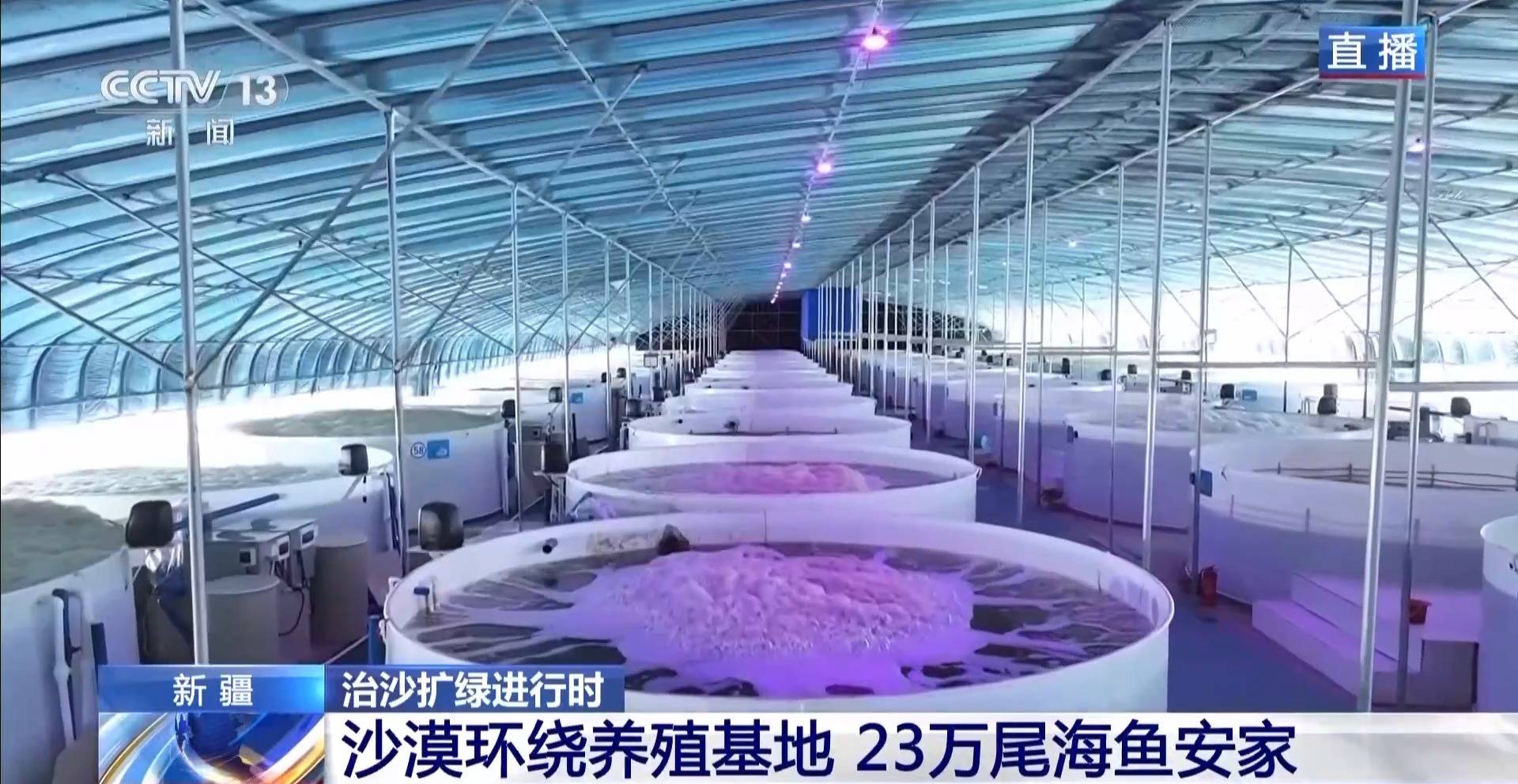 视频丨沙漠里如何养海鲜?解锁塔克拉玛干沙漠的水产养殖密码 视频丨沙漠里如何养海鲜?解锁塔克拉玛干沙漠的水产养殖密码